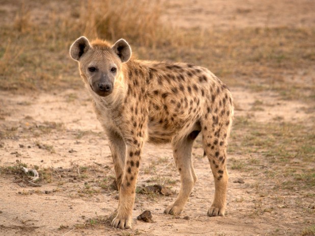 1-Hyena