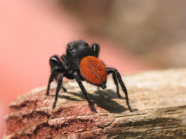 5-Red Backed Jumping Spider