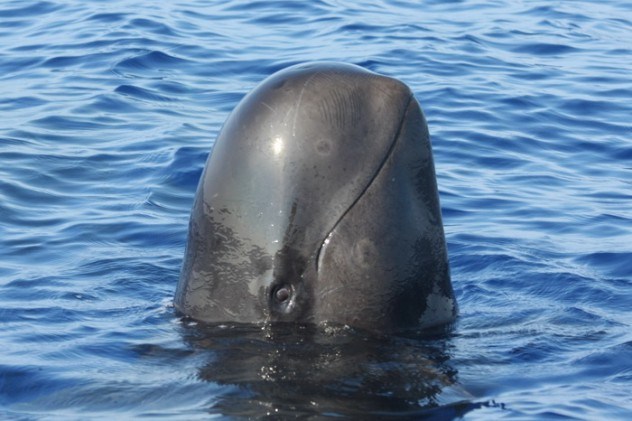 9-Whale
