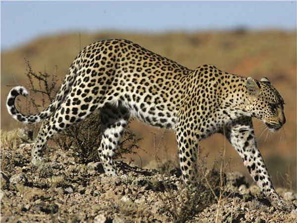 cheetahs-19-6-924