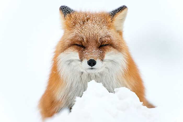 روباه سیبری در قاب عکس معدنچیان روس