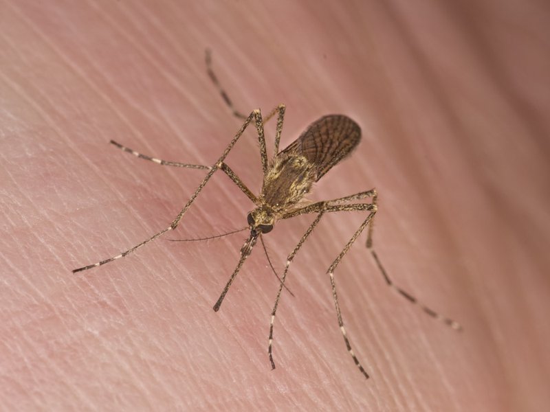 چرا پشه‌ها شما را بیشتر نیش میزنند؟