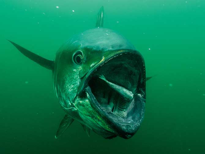 04-bluefin-voracious-predat