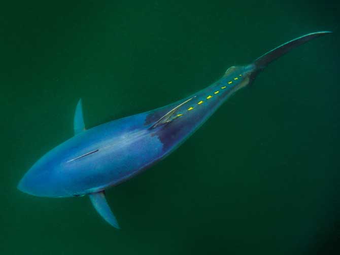 06-giant-bluefin-gulf-of-st