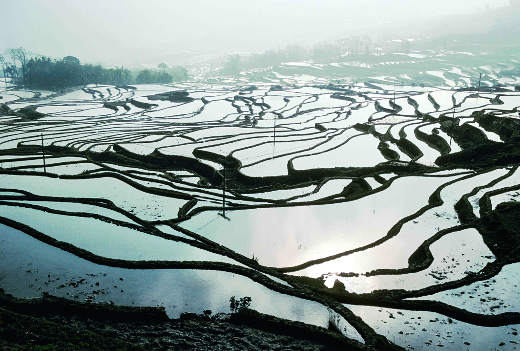 زمین‌های برنج در زمستان، استان یون‌نان، چین، فوریه 2001.